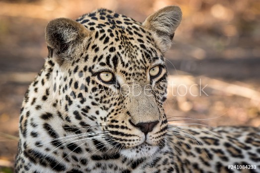 Picture of Stunning looking male leopard relaxing